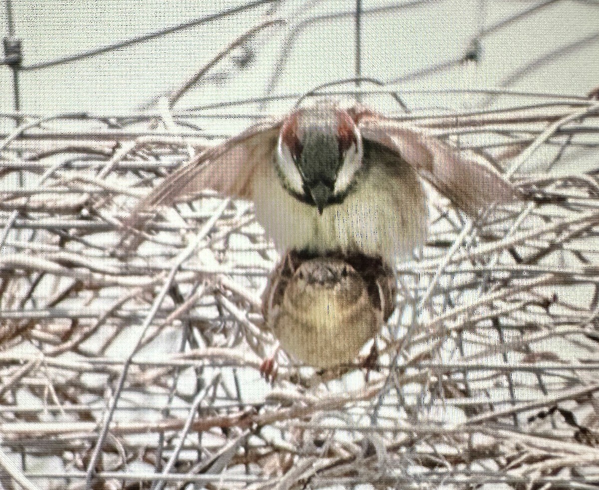 House Sparrow - Darchelle Worley