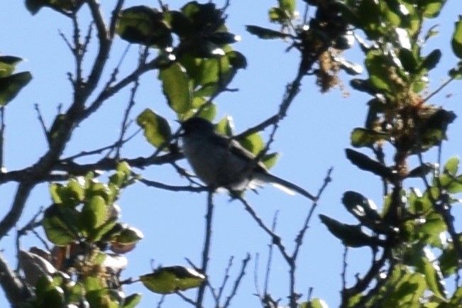 Blue-gray Gnatcatcher - C Schryver