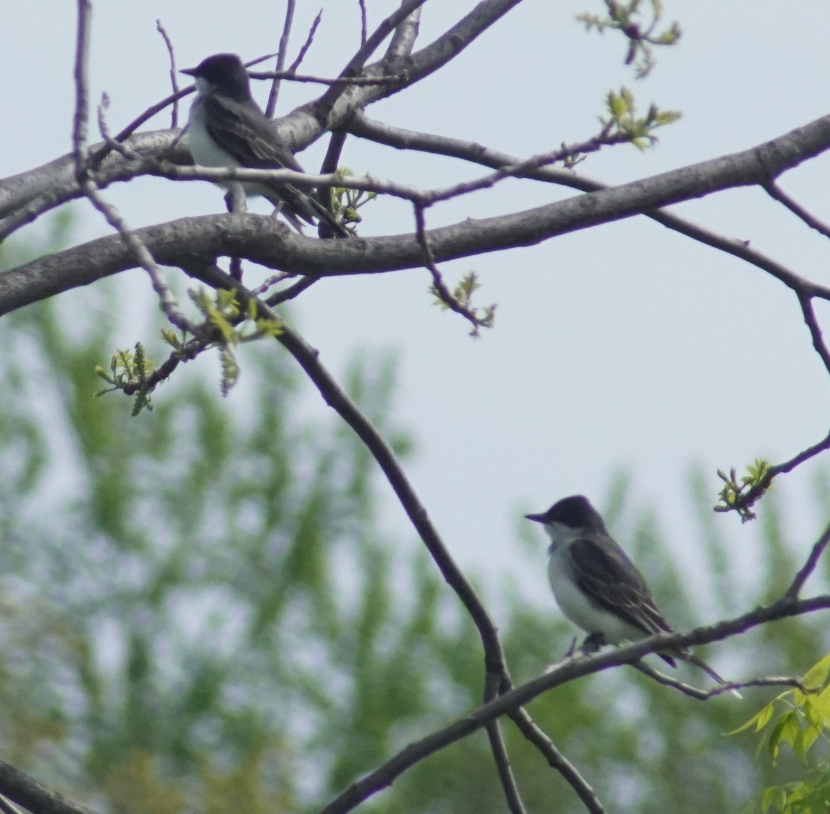 Eastern Kingbird - Mark Ross