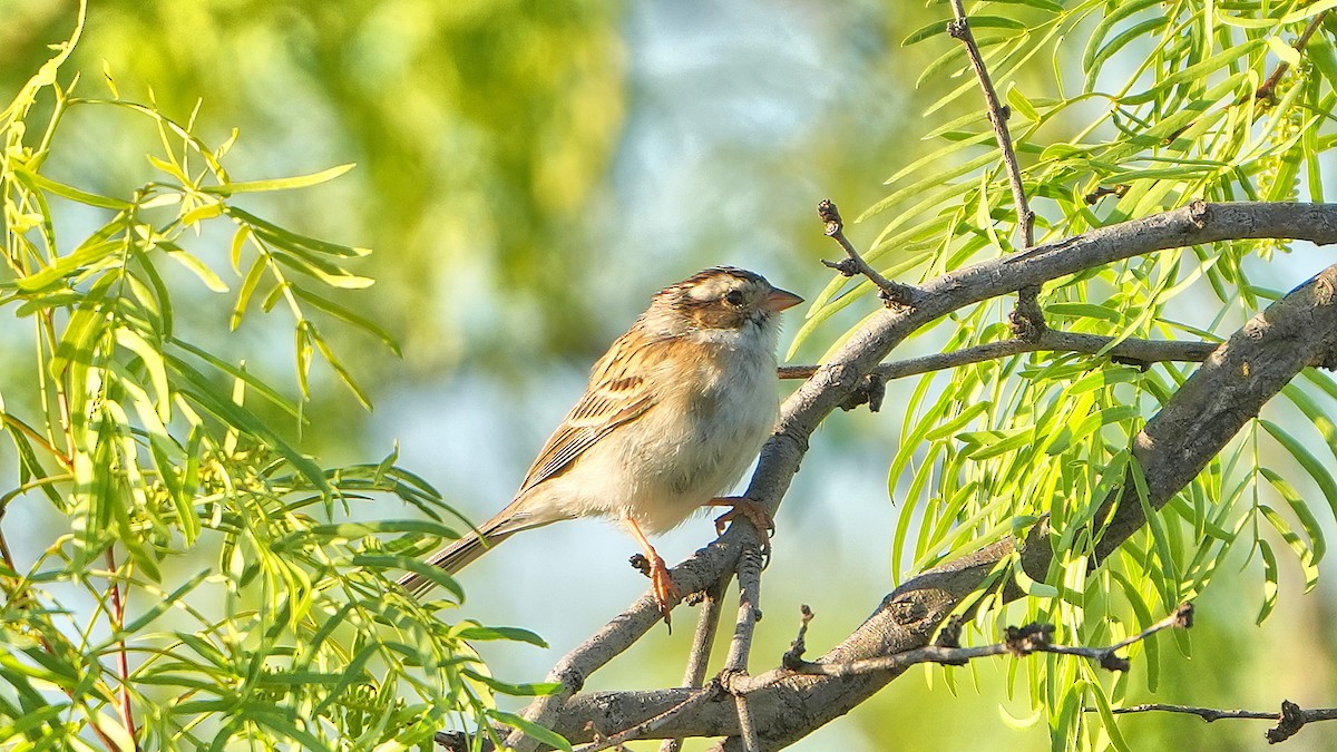 Clay-colored Sparrow - ML618133064