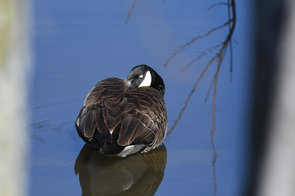 Canada Goose - jean pierre machet