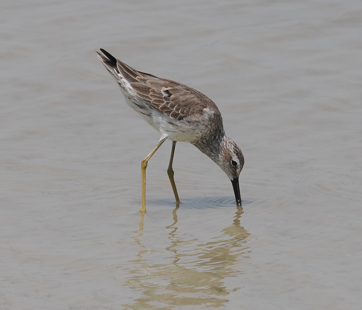 Stilt Sandpiper - ML618133072