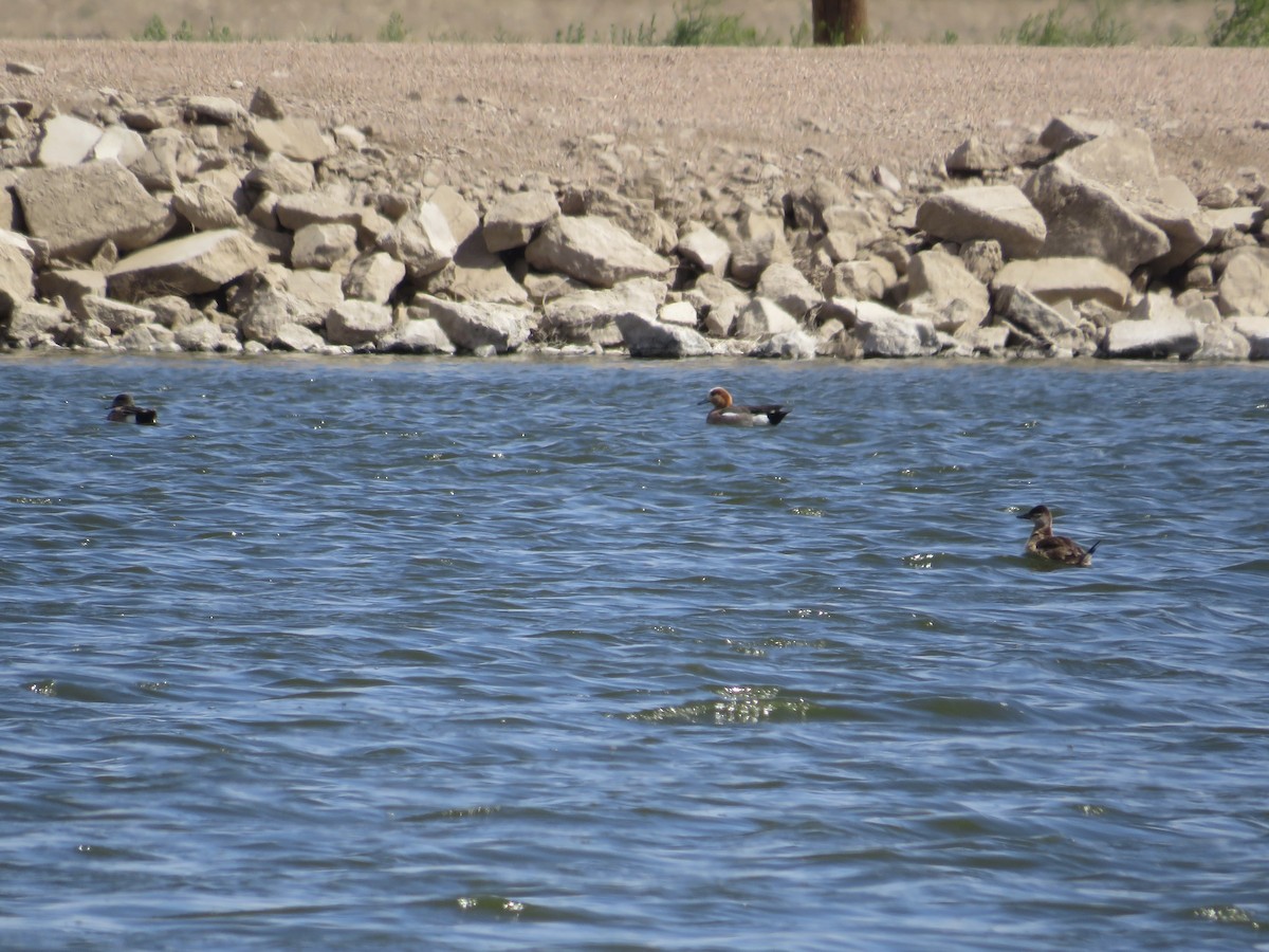 Eurasian x American Wigeon (hybrid) - ML618133091