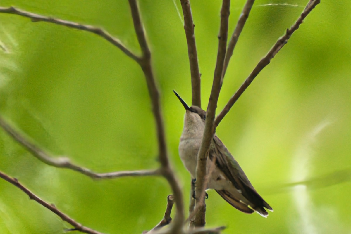 Ruby-throated Hummingbird - Donald Fullmer