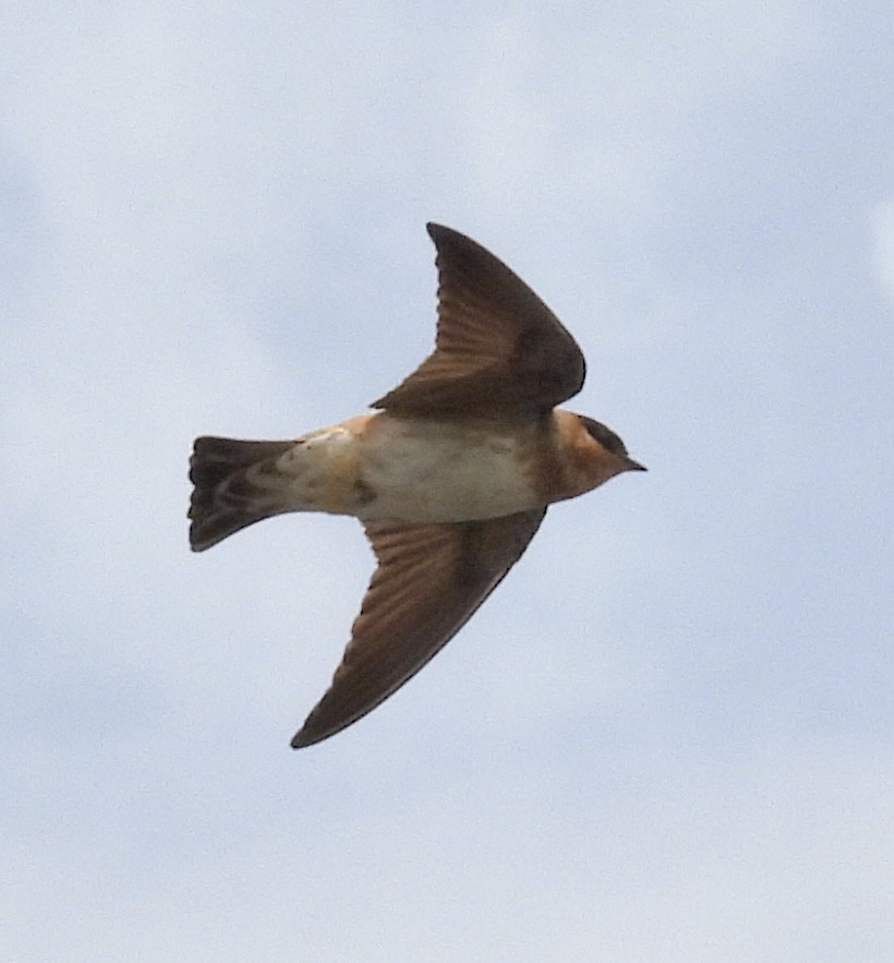 Hirondelle à front brun - ML618133102