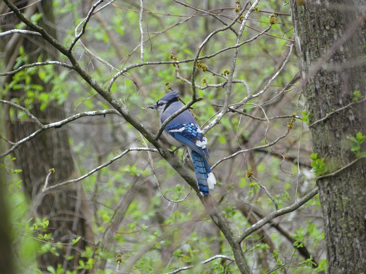 Blue Jay - Konrad Temlitz