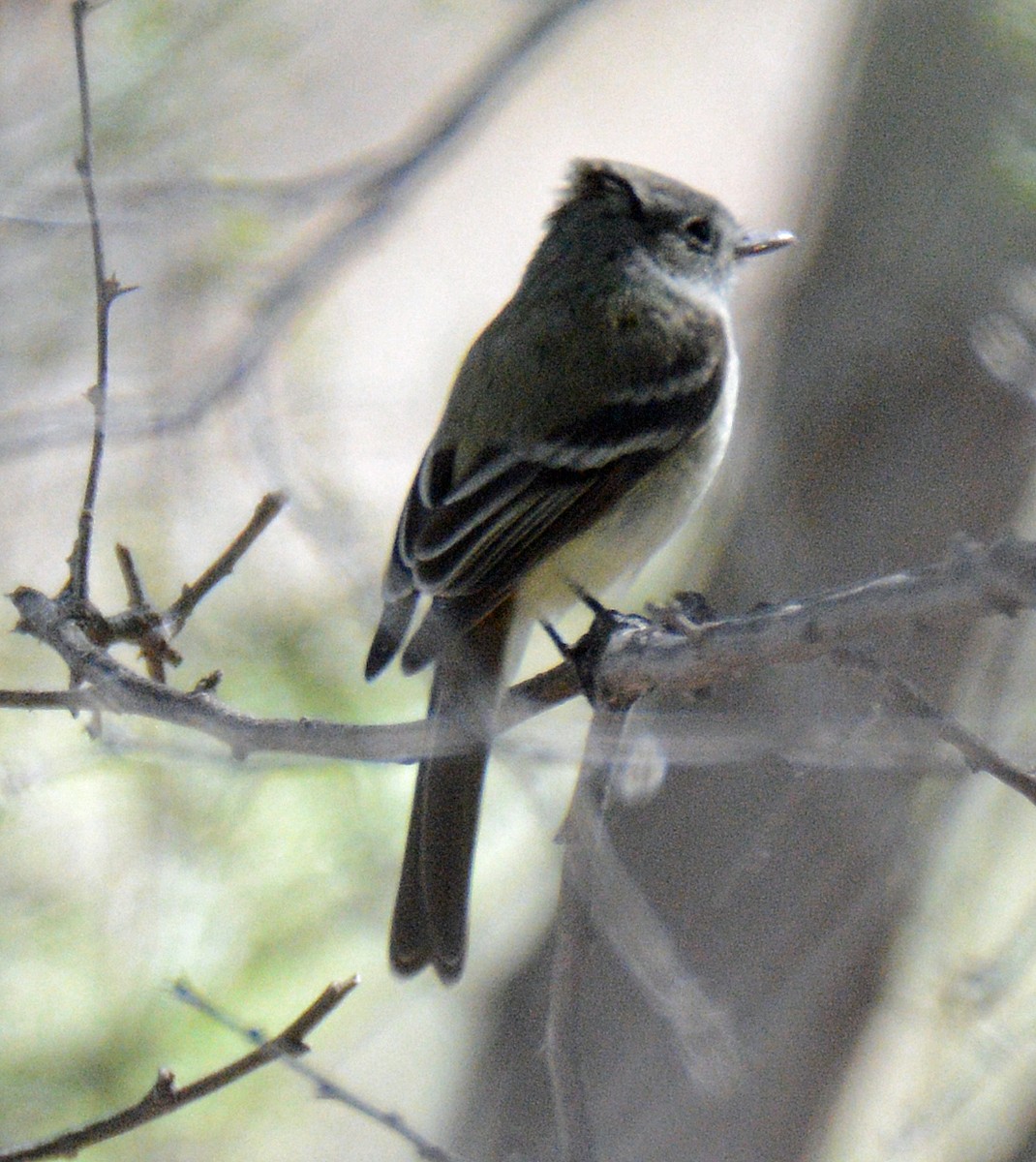 Western Wood-Pewee - Michael J Good