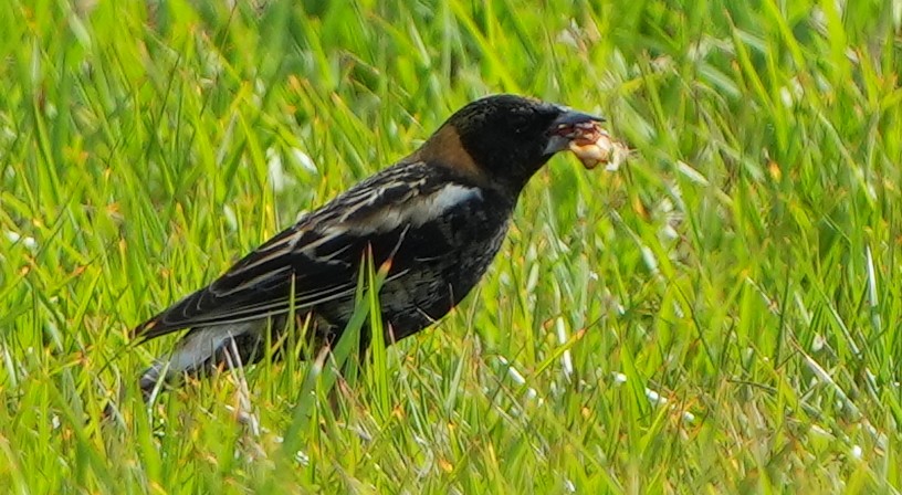 Bobolink - Dave Bowman