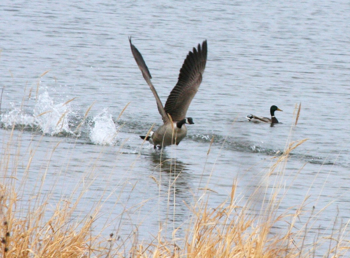 Canada Goose - Muriel & Jennifer Mueller