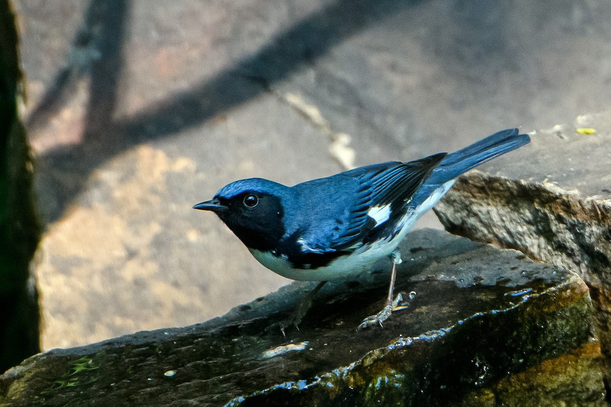 Black-throated Blue Warbler - Naseem Reza