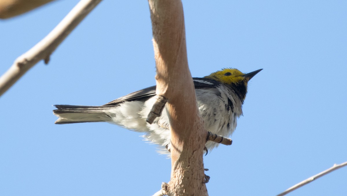 Hermit Warbler - Luca Cinus