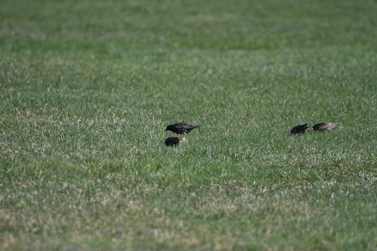 European Starling - jean pierre machet