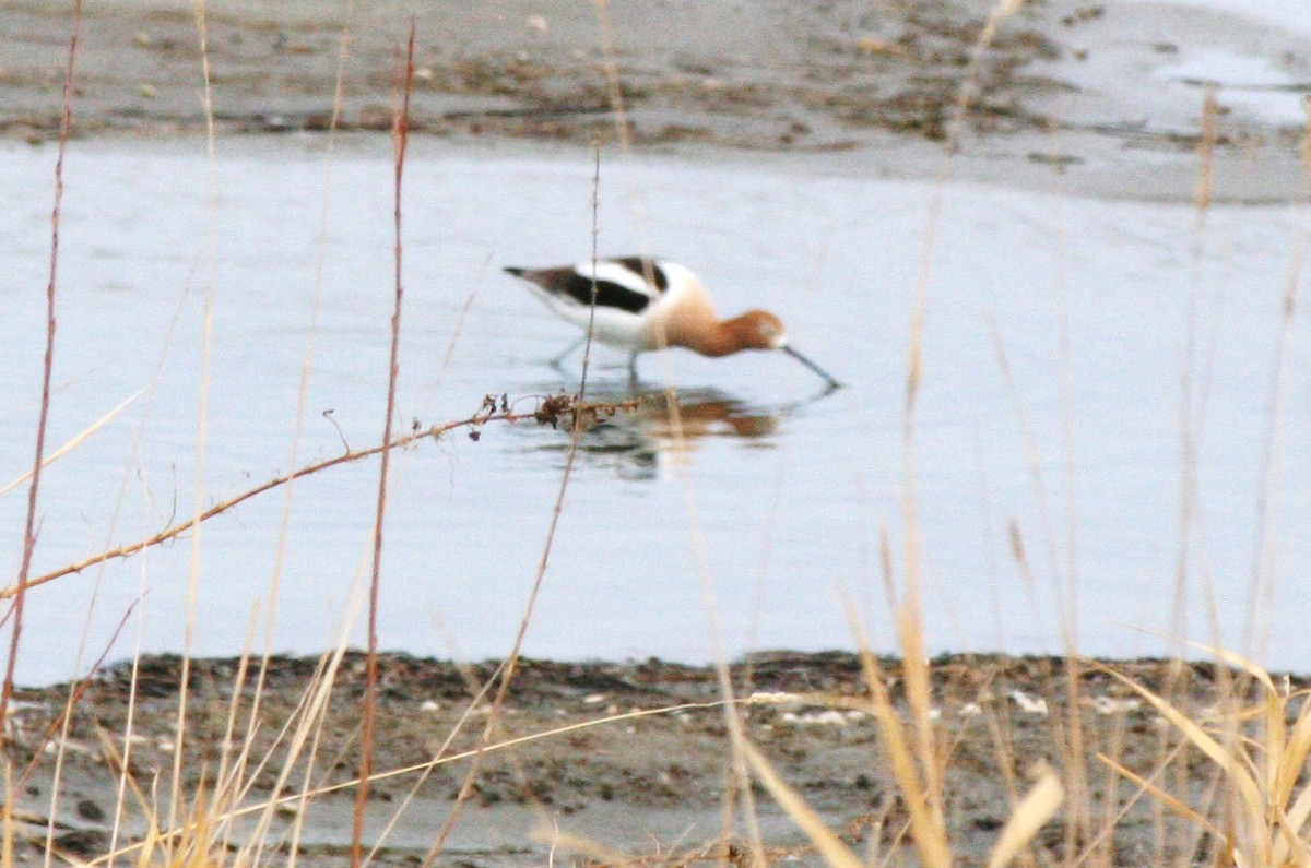 American Avocet - Muriel & Jennifer Mueller