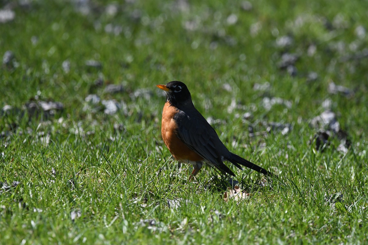 American Robin - jean pierre machet