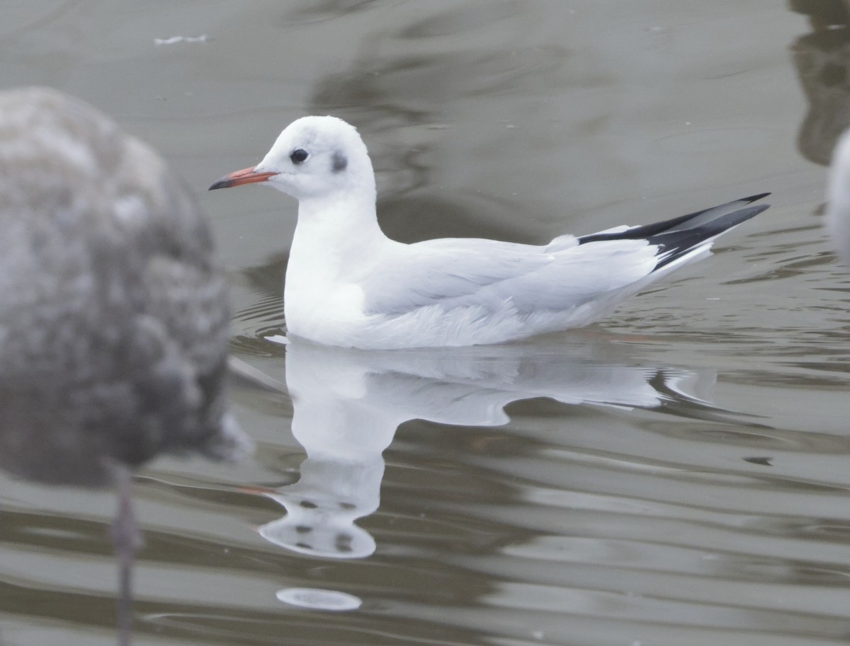 Black-headed Gull - ML618133140