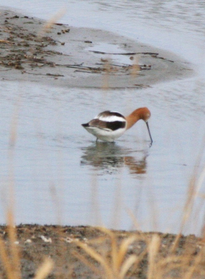 Avocette d'Amérique - ML618133141