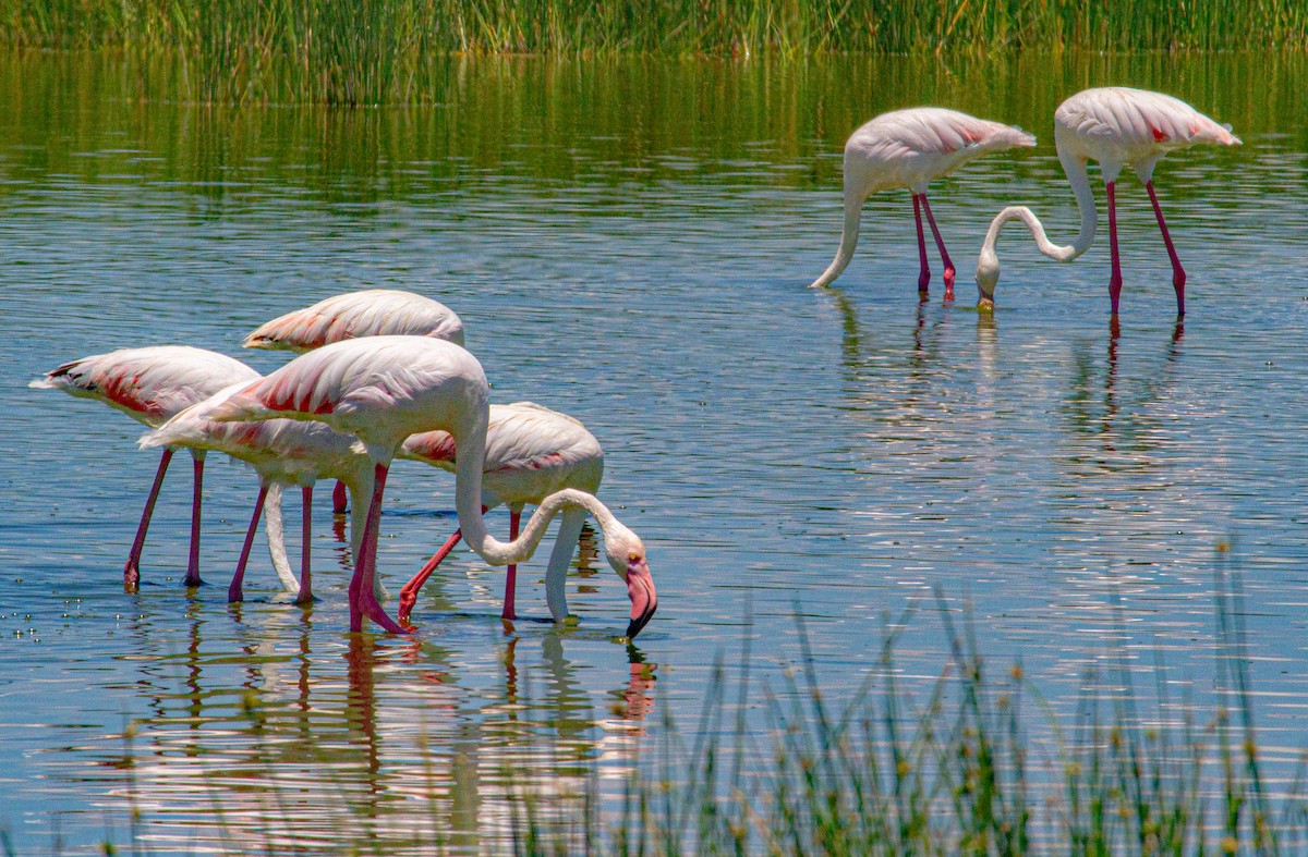 Greater Flamingo - Elena Kreuzberg