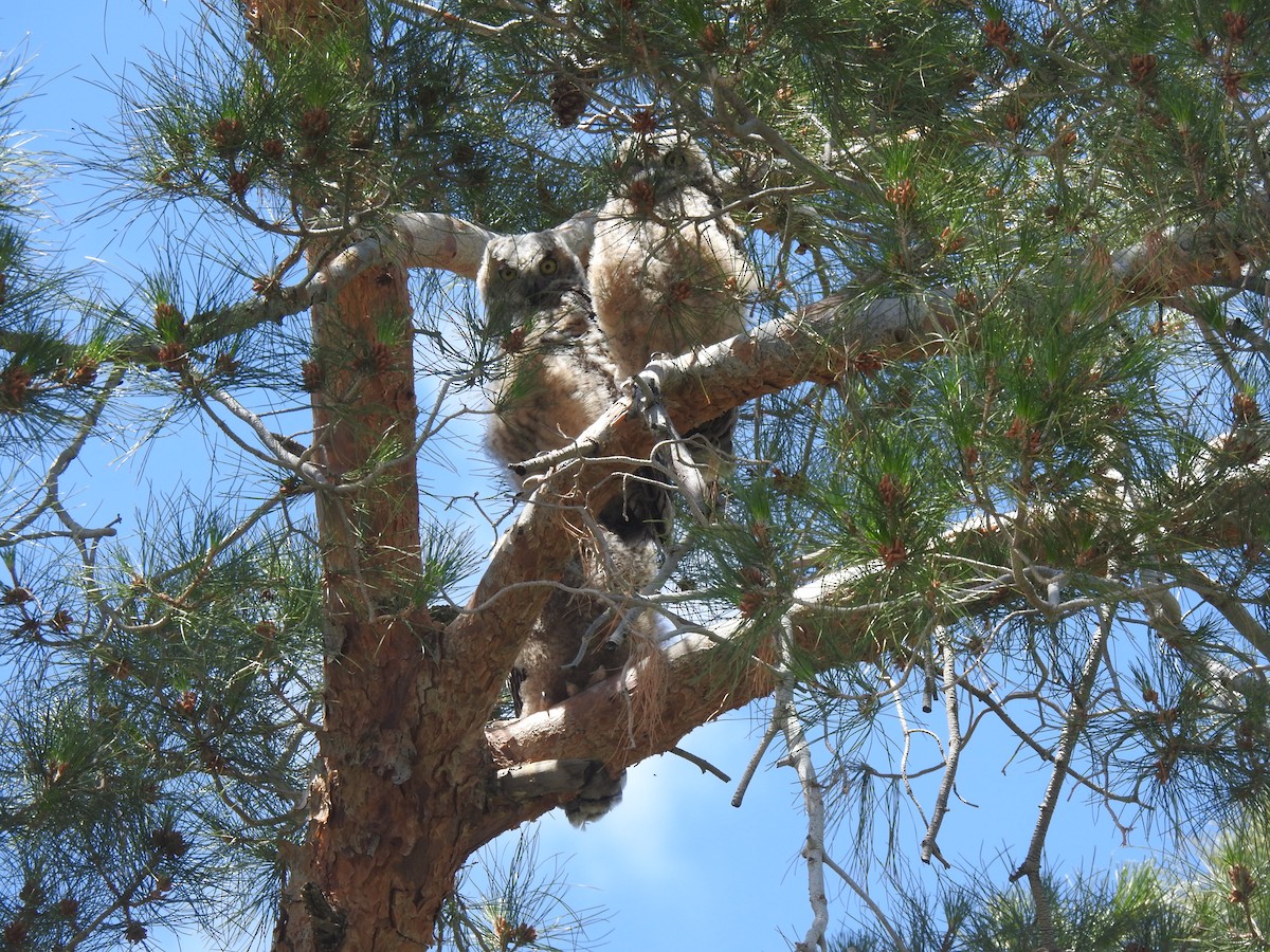 Great Horned Owl - ML618133169