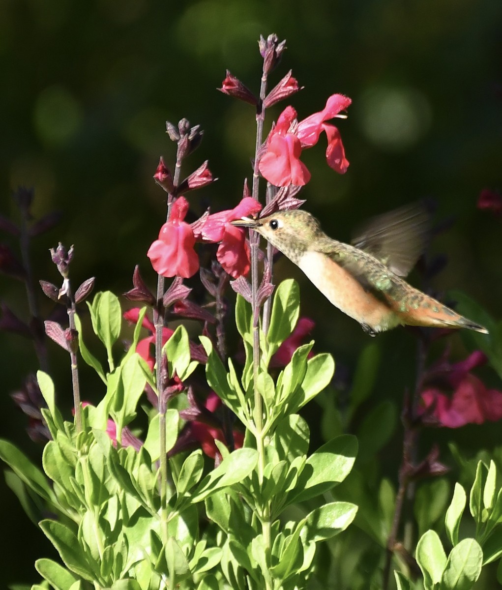 Allen's Hummingbird - Theresa Bucher