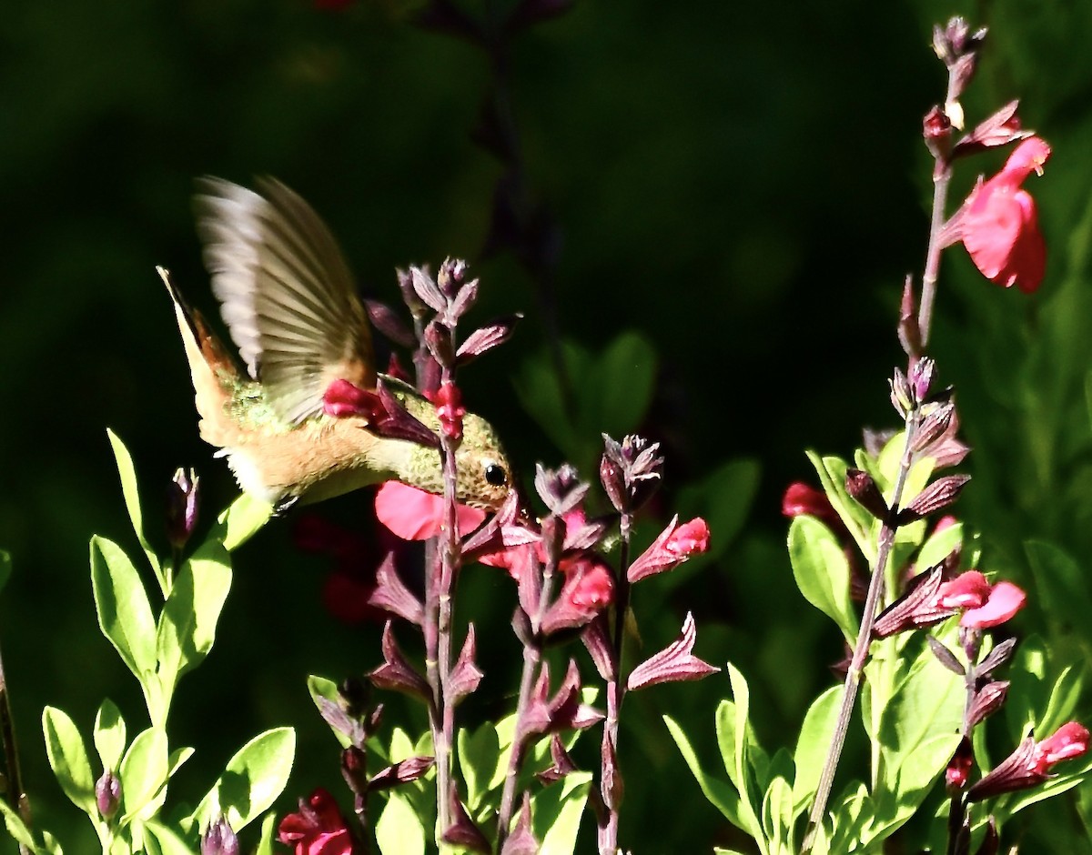 Allen's Hummingbird - Theresa Bucher