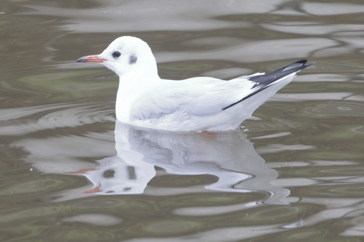 Mouette rieuse - ML618133202