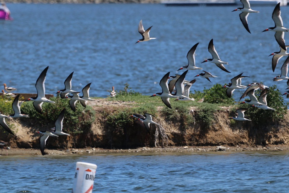 Black Skimmer - ML618133209