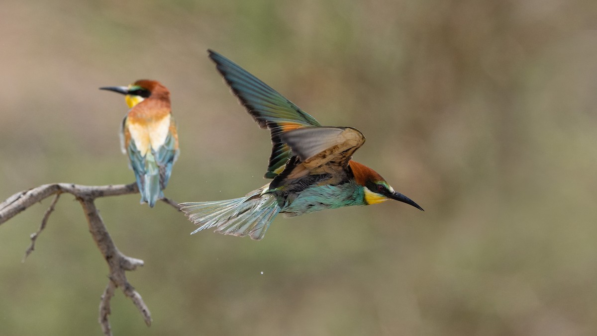 European Bee-eater - Nasir Almehrzi