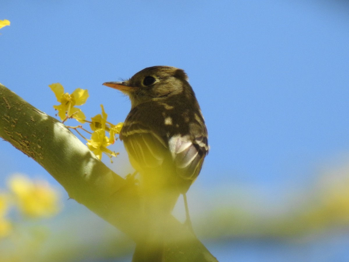 Western Flycatcher - Chris Dean