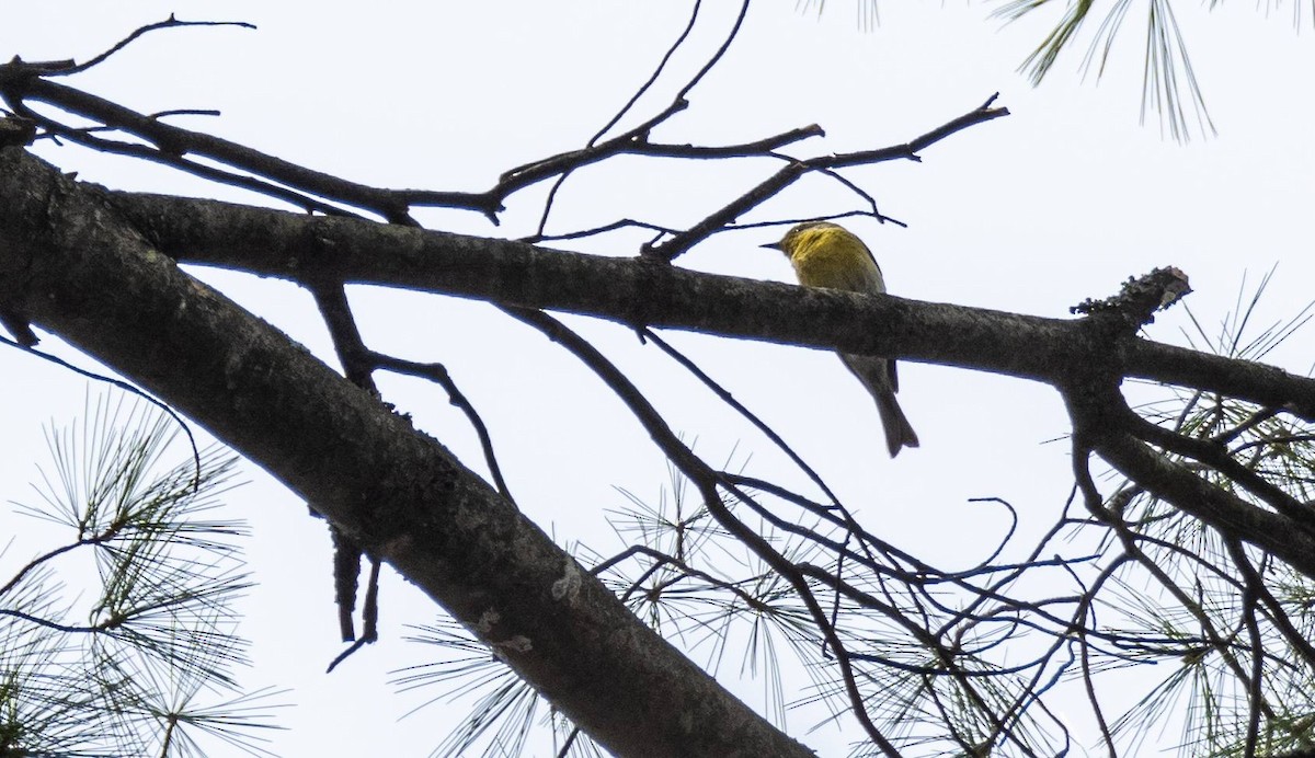 Pine Warbler - Matt M.