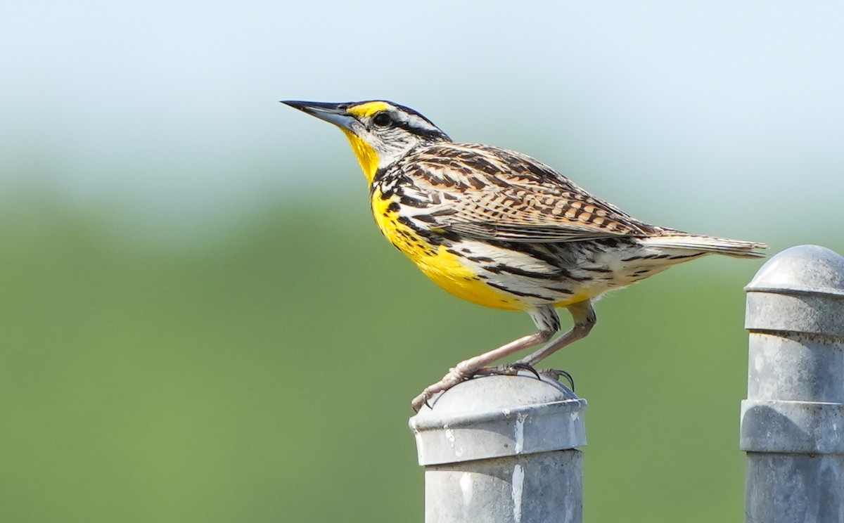 Eastern Meadowlark - Dave Bowman