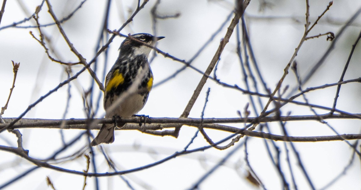 Yellow-rumped Warbler - Matt M.