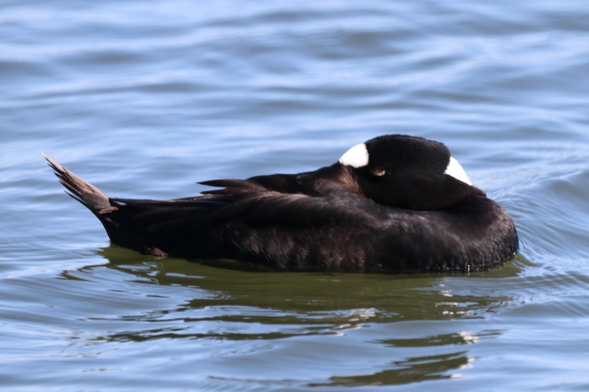 Surf Scoter - ML618133266