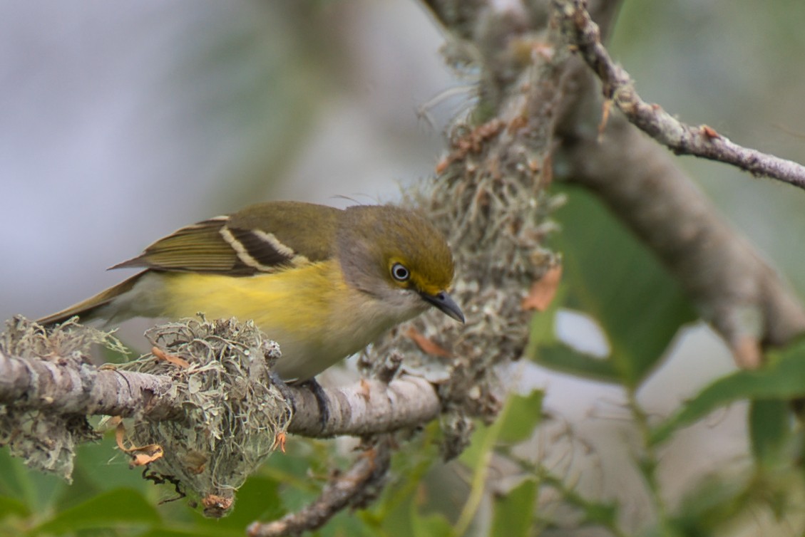 White-eyed Vireo - Donald Fullmer