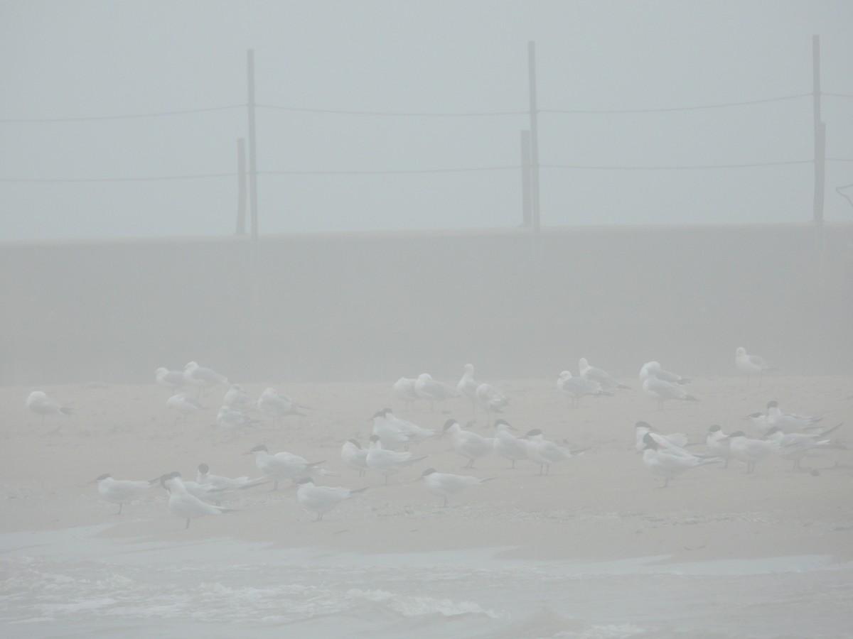 Caspian Tern - Janet Pellegrini