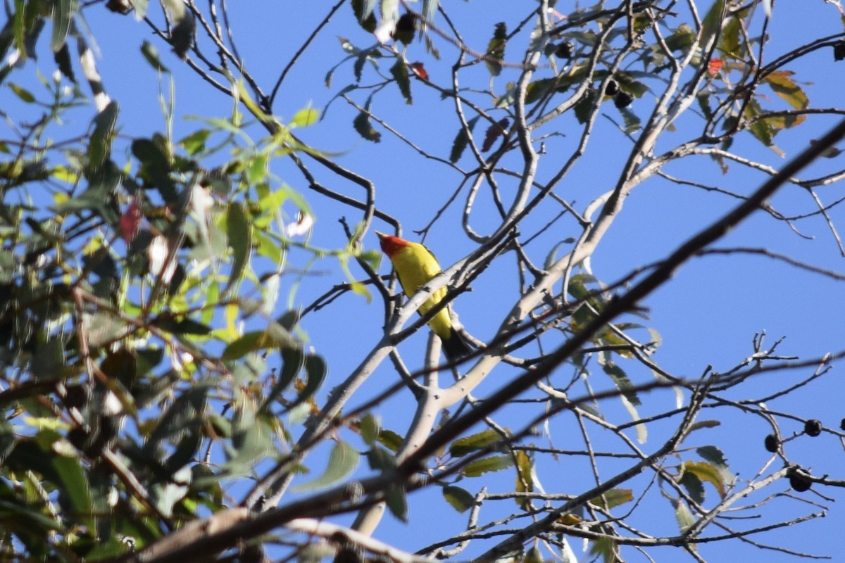 Western Tanager - ML618133276