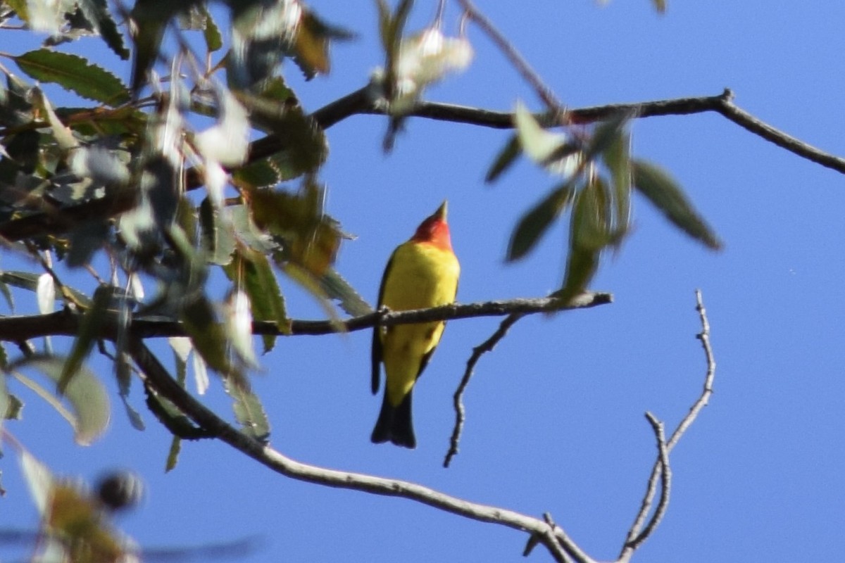 Western Tanager - ML618133277