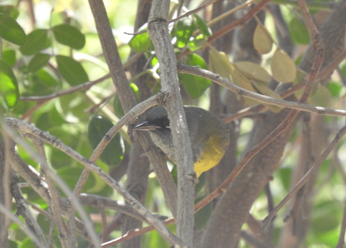 MacGillivray's Warbler - Chris Dean