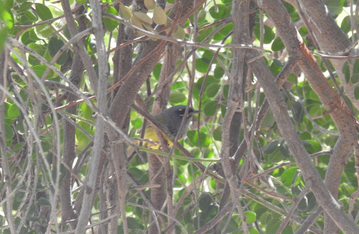 MacGillivray's Warbler - Chris Dean