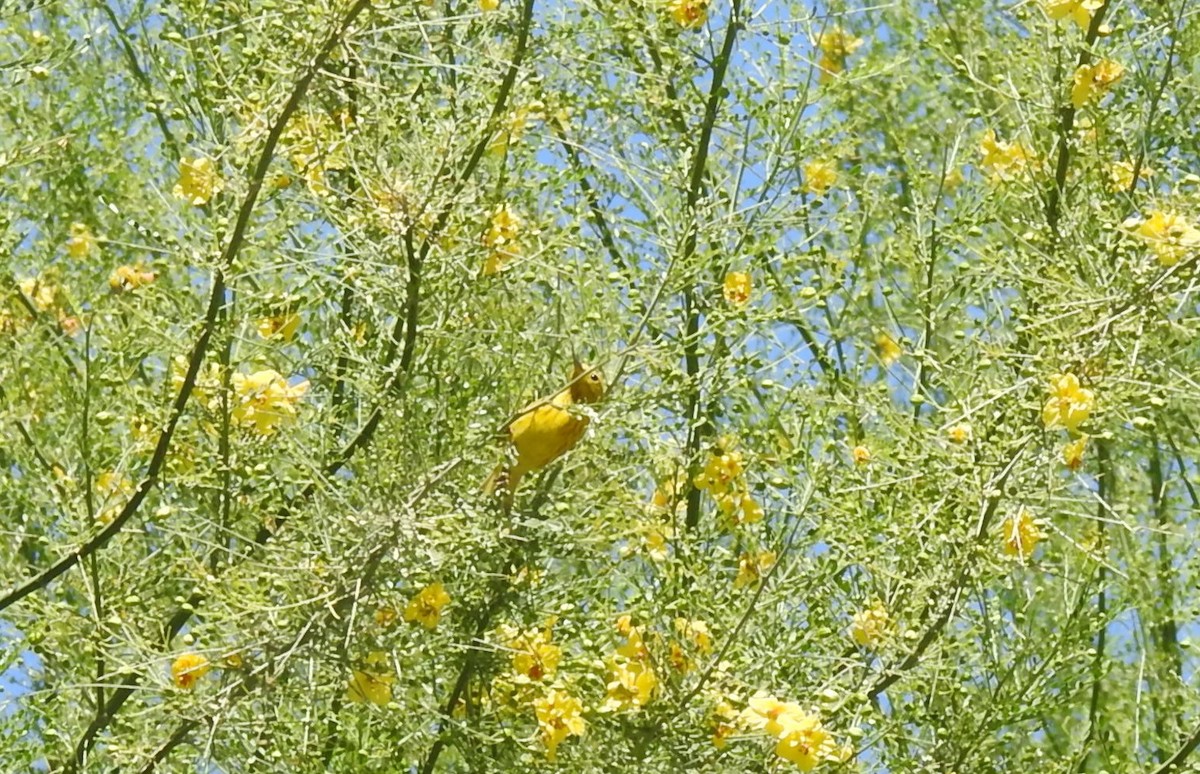 Yellow Warbler - Chris Dean