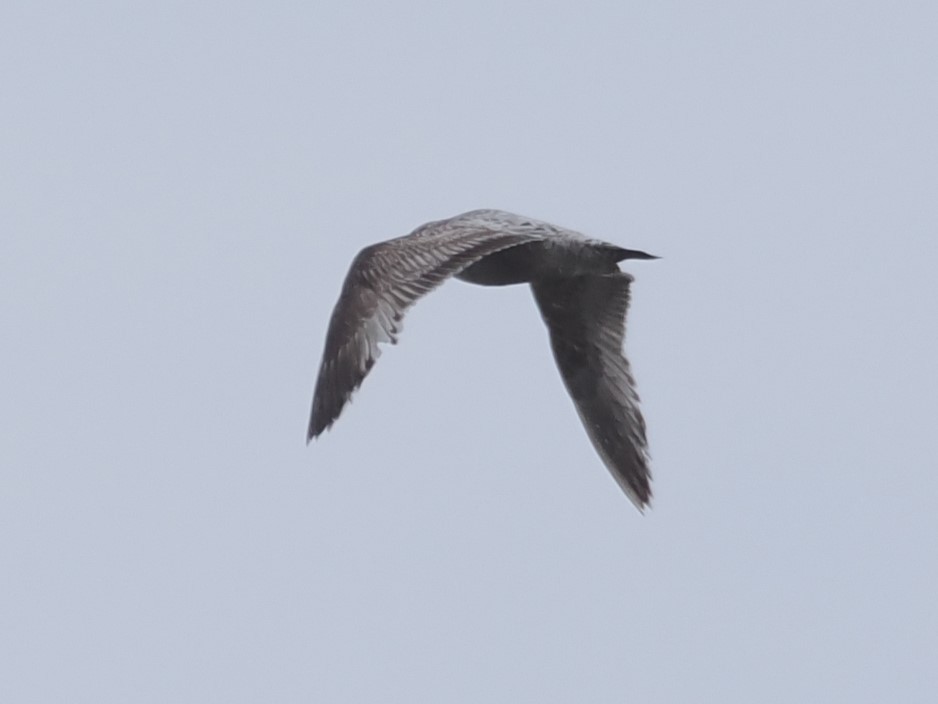 Herring Gull - Vincent O'Brien