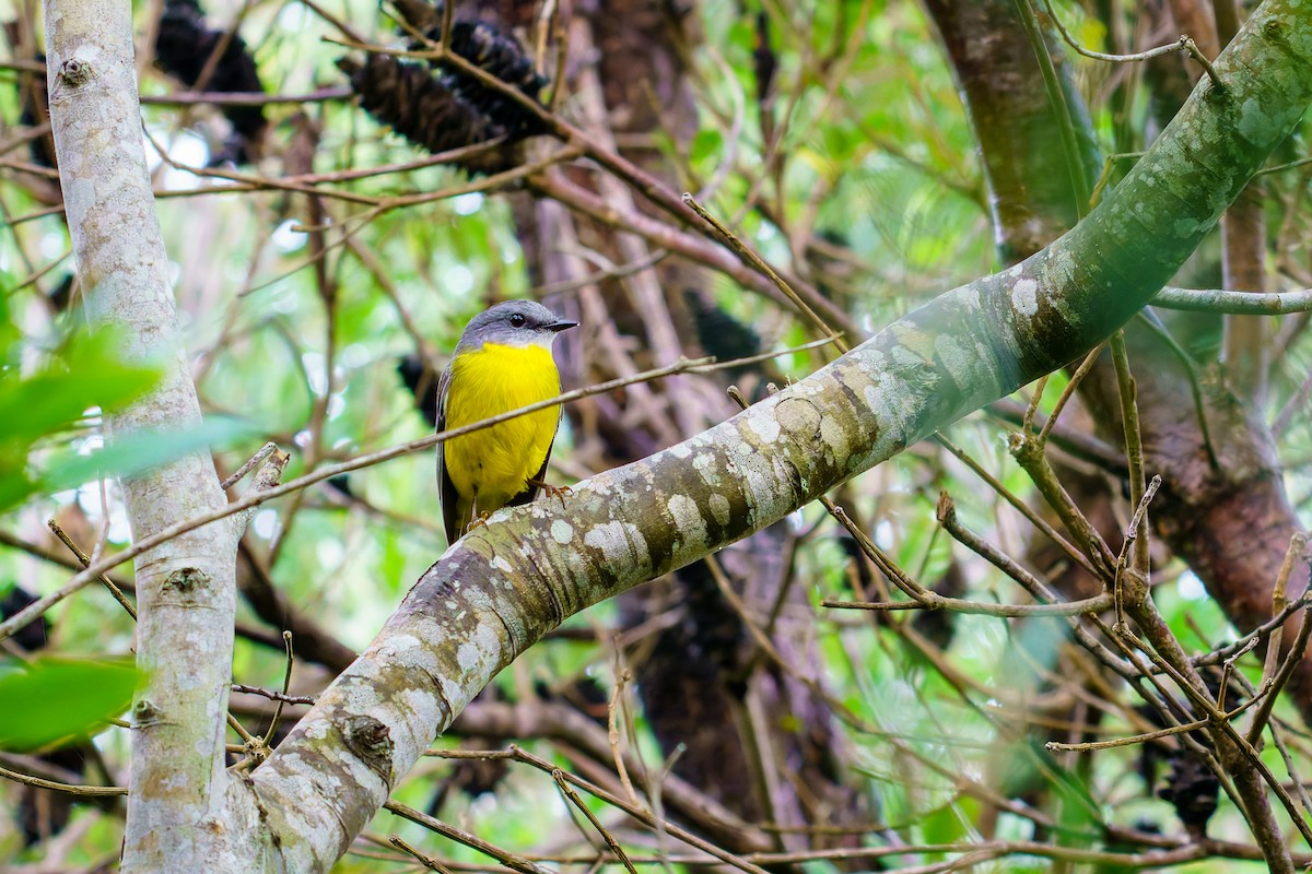 Eastern Yellow Robin - James Churches