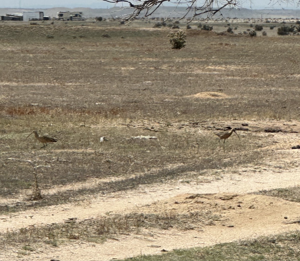 Long-billed Curlew - Kara Carragher