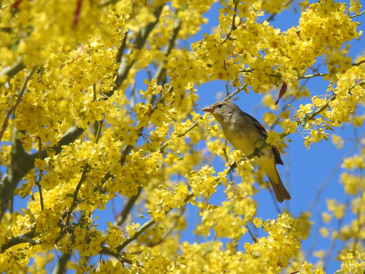 Western Tanager - Chris Dean