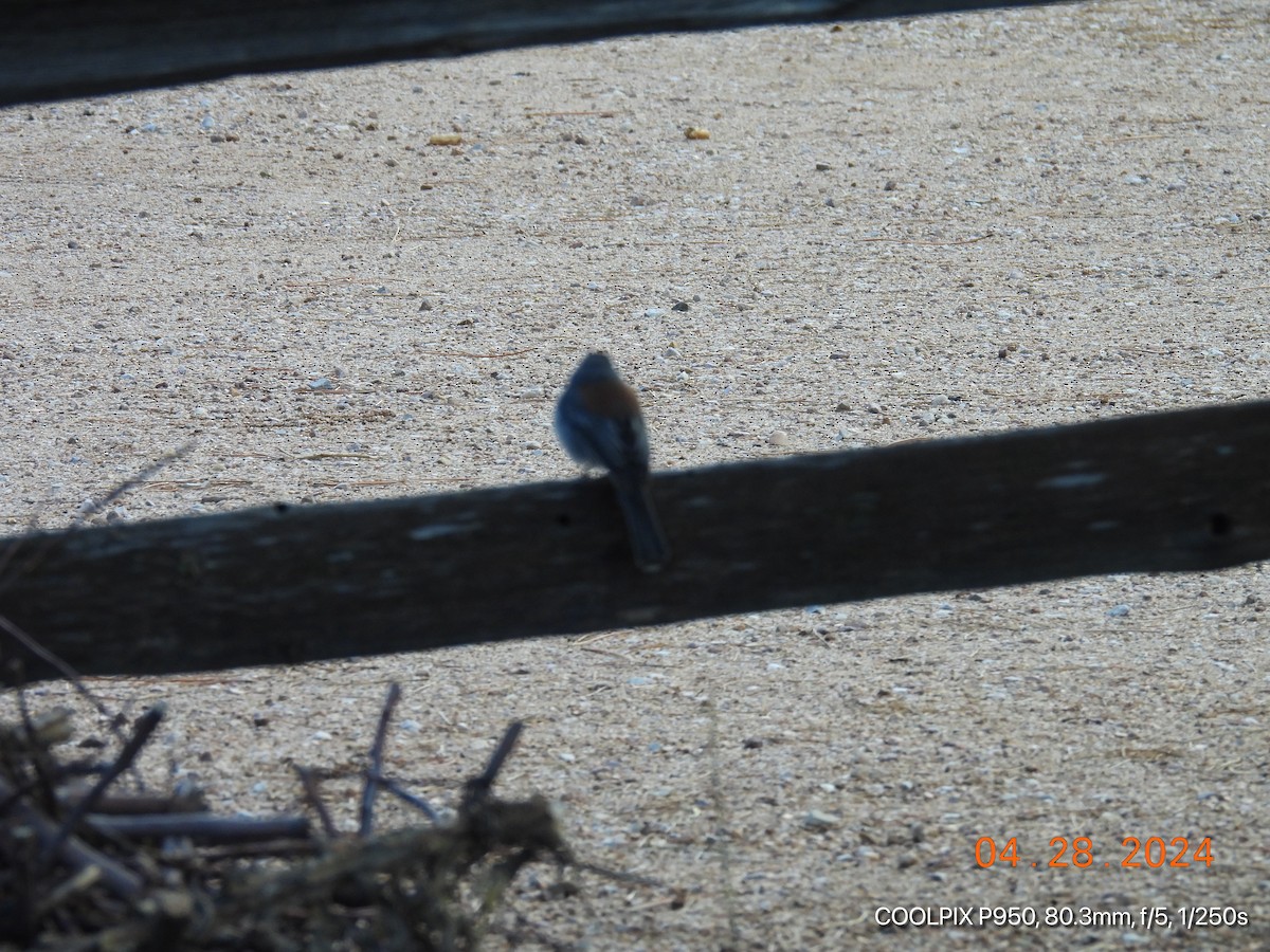 Dark-eyed Junco - ML618133309