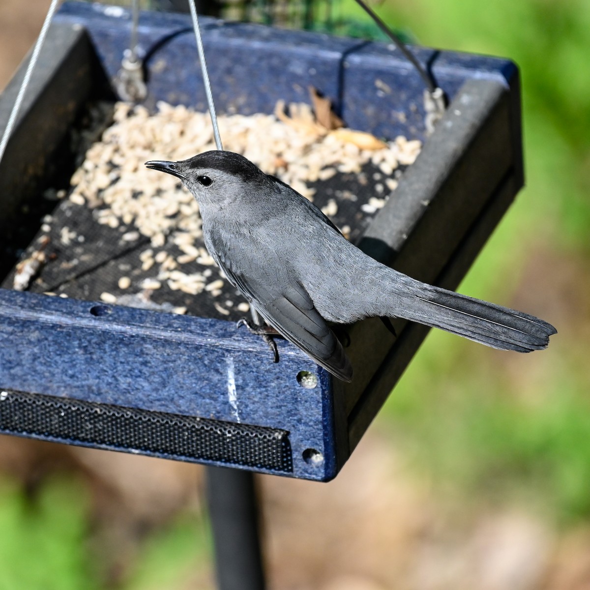 Gray Catbird - David Govoni