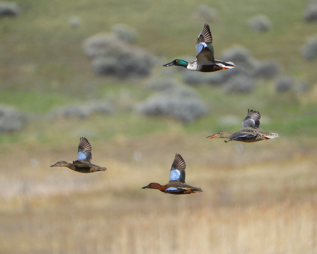 Cinnamon Teal - Jack Maynard