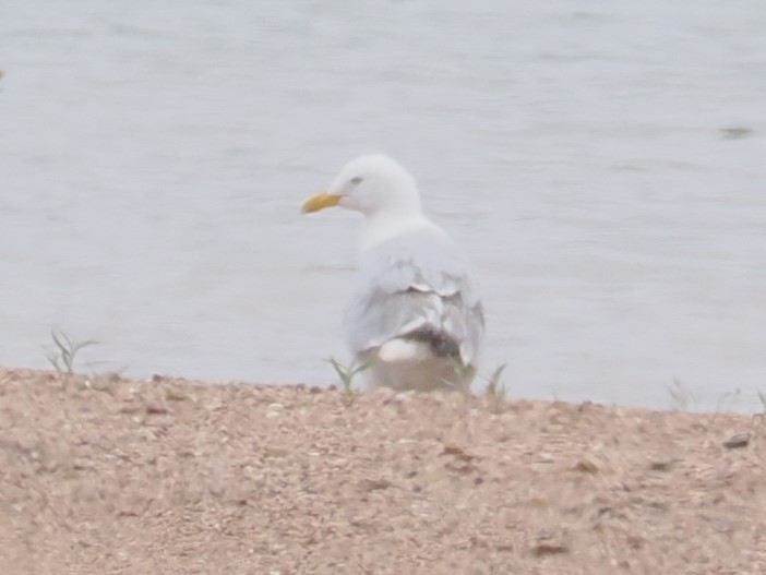 Herring Gull - ML618133316