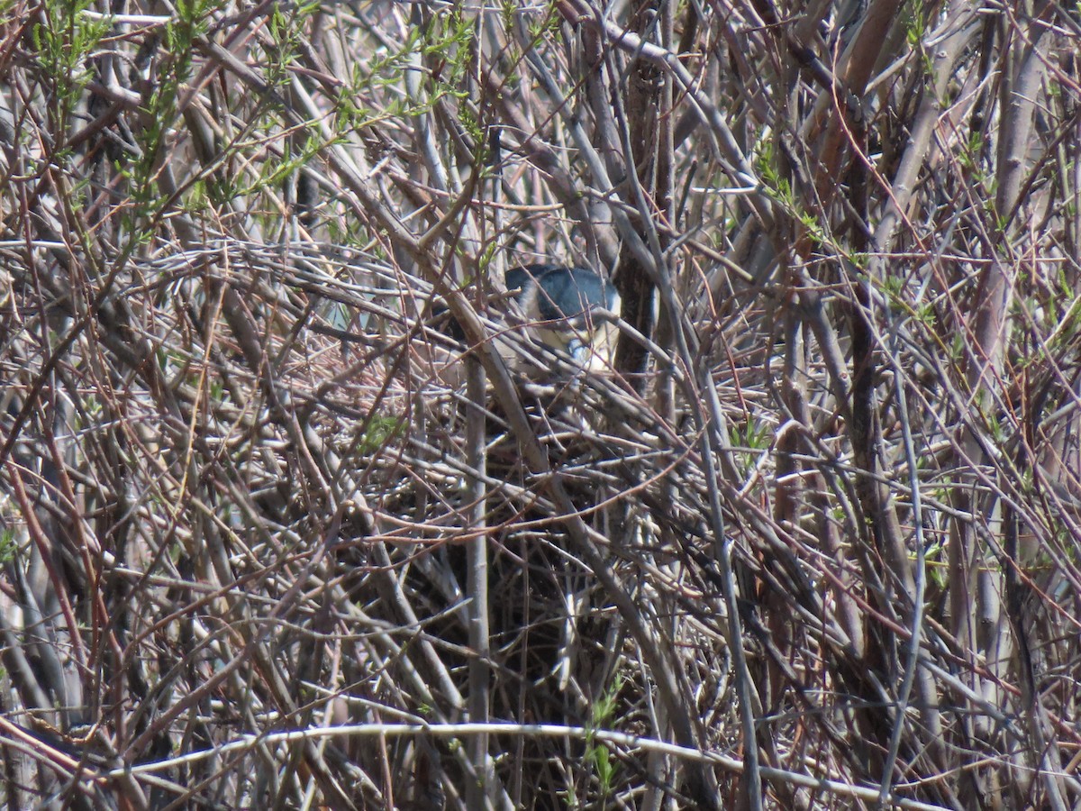 Black-crowned Night Heron - ML618133362