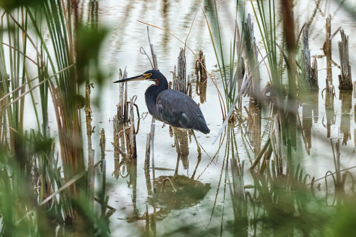 Tricolored Heron - A & C Tennant