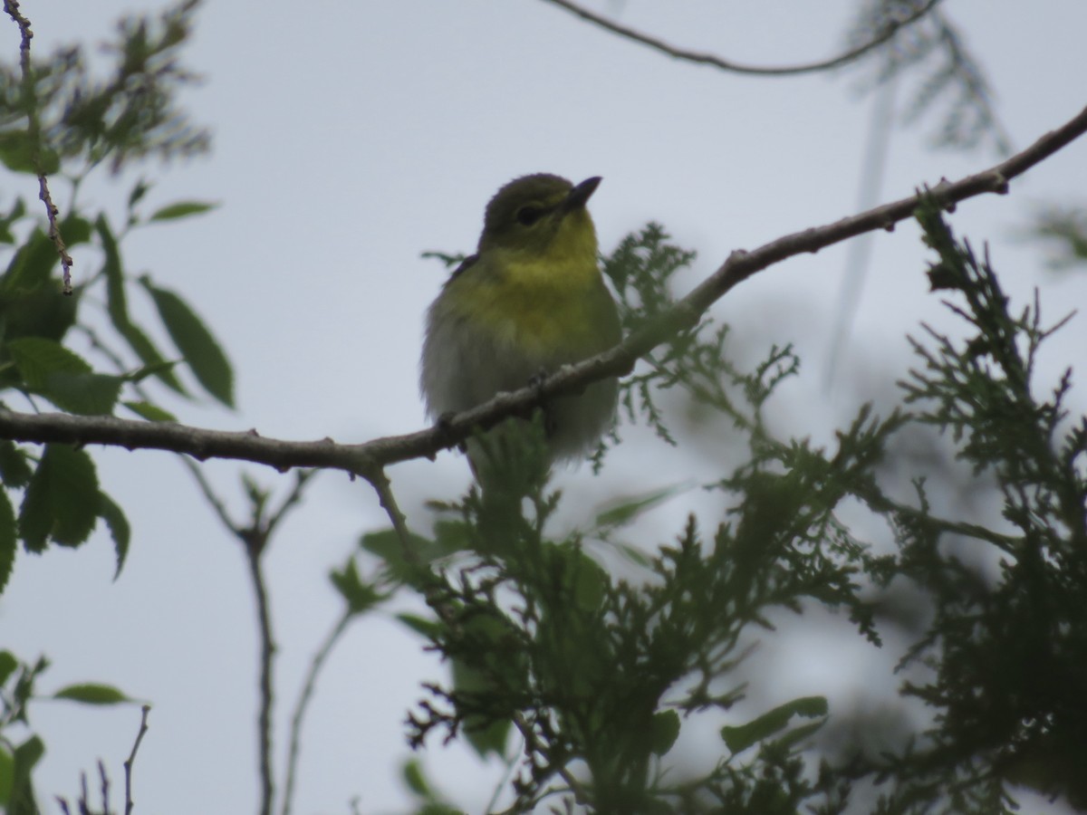 Yellow-throated Vireo - Andrew Miller